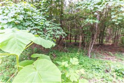 property photo for Whiskey Ridge Tract 37, 6.05 acres for sale in Henderson County, Tennessee