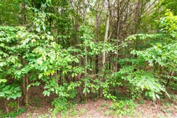 property photo for Whiskey Ridge Tract 37, 6.05 acres for sale in Henderson County, Tennessee