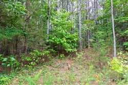 property photo for Whiskey Ridge Tract 38, 5.84 acres for sale in Henderson County, Tennessee