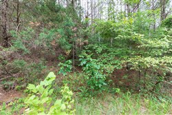 property photo for Whiskey Ridge Tract 38, 5.84 acres for sale in Henderson County, Tennessee