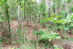 property photo for Whiskey Ridge Tract 38, 5.84 acres for sale in Henderson County, Tennessee
