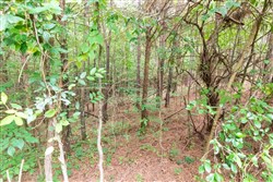 property photo for Whiskey Ridge Tract 39, 6.31 acres for sale in Henderson County, Tennessee