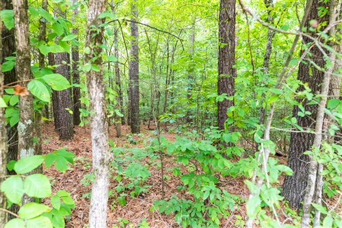 Whiskey Ridge Tract 4