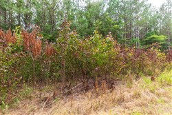property photo for Whiskey Ridge Tract 42, 5.24 acres for sale in Henderson County, Tennessee