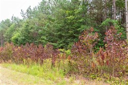 property photo for Whiskey Ridge Tract 42, 5.24 acres for sale in Henderson County, Tennessee