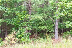 property photo for Whiskey Ridge Tract 42, 5.24 acres for sale in Henderson County, Tennessee