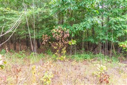 property photo for Whiskey Ridge Tract 43, 5.87 acres for sale in Henderson County, Tennessee