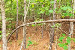 property photo for Whiskey Ridge Tract 44, 6.34 acres for sale in Henderson County, Tennessee