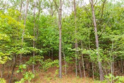 property photo for Whiskey Ridge Tract 44, 6.34 acres for sale in Henderson County, Tennessee
