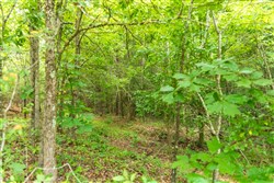 property photo for Whiskey Ridge Tract 45, 6.17 acres for sale in Henderson County, Tennessee