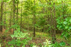 property photo for Whiskey Ridge Tract 45, 6.17 acres for sale in Henderson County, Tennessee