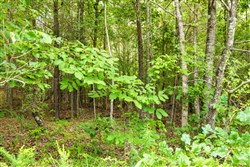 property photo for Whiskey Ridge Tract 45, 6.17 acres for sale in Henderson County, Tennessee