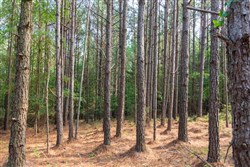 property photo for Whiskey Ridge Tract 46, 5.82 acres for sale in Henderson County, Tennessee