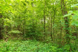 property photo for Whiskey Ridge Tract 46, 5.82 acres for sale in Henderson County, Tennessee