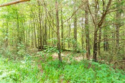property photo for Whiskey Ridge Tract 47, 5.77 acres for sale in Henderson County, Tennessee
