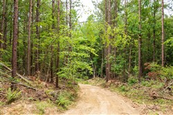 property photo for Whiskey Ridge Tract 48, 5.19 acres for sale in Henderson County, Tennessee