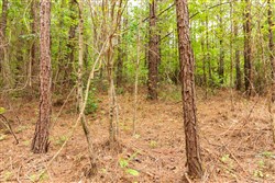 property photo for Whiskey Ridge Tract 48, 5.19 acres for sale in Henderson County, Tennessee