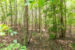 property photo for Whiskey Ridge Tract 49, 5.07 acres for sale in Henderson County, Tennessee