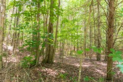 property photo for Whiskey Ridge Tract 49, 5.07 acres for sale in Henderson County, Tennessee