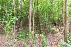 Whiskey Ridge Tract 5