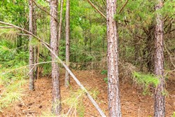property photo for Whiskey Ridge Tract 50, 5.04 acres for sale in Henderson County, Tennessee