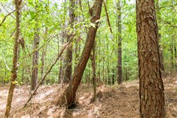 property photo for Whiskey Ridge Tract 51, 5.33 acres for sale in Henderson County, Tennessee