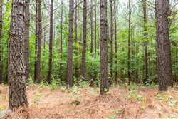 property photo for Whiskey Ridge Tract 51, 5.33 acres for sale in Henderson County, Tennessee