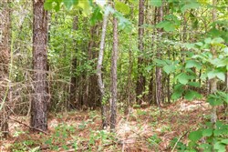property photo for Whiskey Ridge Tract 51, 5.33 acres for sale in Henderson County, Tennessee