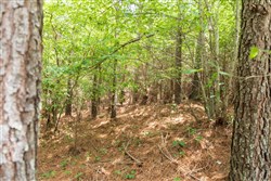 property photo for Whiskey Ridge Tract 52, 5.19 acres for sale in Henderson County, Tennessee