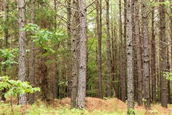 property photo for Whiskey Ridge Tract 53, 5.66 acres for sale in Henderson County, Tennessee