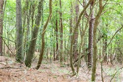 property photo for Whiskey Ridge Tract 53, 5.66 acres for sale in Henderson County, Tennessee