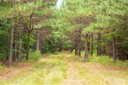 property photo for Whiskey Ridge Tract 53, 5.66 acres for sale in Henderson County, Tennessee