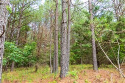 property photo for Whiskey Ridge Tract 54, 5.4 acres for sale in Henderson County, Tennessee
