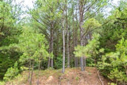 property photo for Whiskey Ridge Tract 54, 5.4 acres for sale in Henderson County, Tennessee