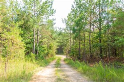 property photo for Whiskey Ridge Tract 55, 6.11 acres for sale in Henderson County, Tennessee