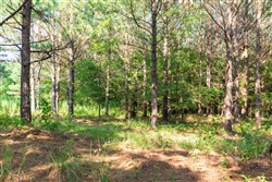 property photo for Whiskey Ridge Tract 56, 6.87 acres for sale in Henderson County, Tennessee