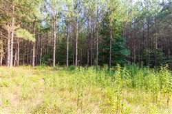 property photo for Whiskey Ridge Tract 59, 16.35 acres for sale in Henderson County, Tennessee