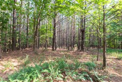 property photo for Whiskey Ridge Tract 59, 16.35 acres for sale in Henderson County, Tennessee