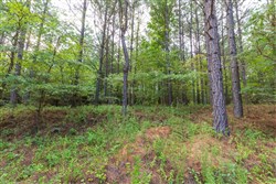 property photo for Whiskey Ridge Tract 60, 11.31 acres for sale in Henderson County, Tennessee