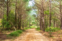 property photo for Whiskey Ridge Tract 61, 10.52 acres for sale in Henderson County, Tennessee