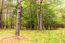 property photo for Whiskey Ridge Tract 61, 10.52 acres for sale in Henderson County, Tennessee