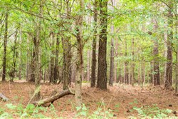 property photo for Whiskey Ridge Tract 61, 10.52 acres for sale in Henderson County, Tennessee