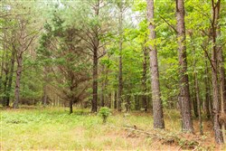 property photo for Whiskey Ridge Tract 61, 10.52 acres for sale in Henderson County, Tennessee