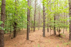property photo for Whiskey Ridge Tract 62, 9.83 acres for sale in Henderson County, Tennessee