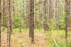 property photo for Whiskey Ridge Tract 62, 9.83 acres for sale in Henderson County, Tennessee