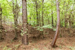 property photo for Whiskey Ridge Tract 62, 9.83 acres for sale in Henderson County, Tennessee