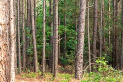 Whiskey Ridge Tract 63