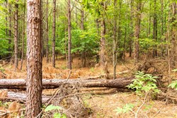 property photo for Whiskey Ridge Tract 65, 9.89 acres for sale in Henderson County, Tennessee