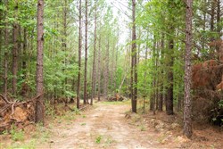 property photo for Whiskey Ridge Tract 65, 9.89 acres for sale in Henderson County, Tennessee