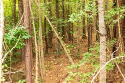 property photo for Whiskey Ridge Tract 66, 9.02 acres for sale in Henderson County, Tennessee